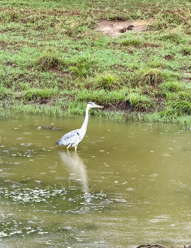 Grey Heron