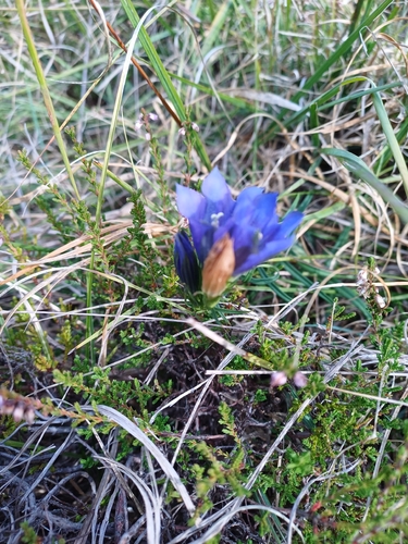 marsh gentian