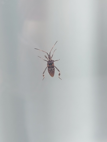 Western Conifer Seed Bug