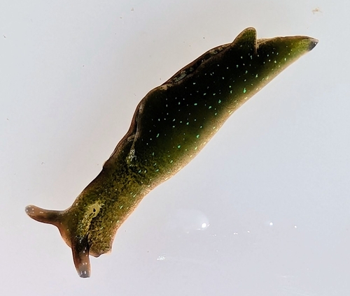 Sap-sucking Slug