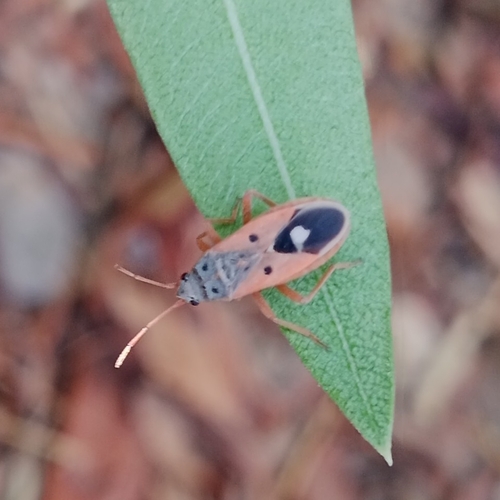 Cosmopleurus fulvipes