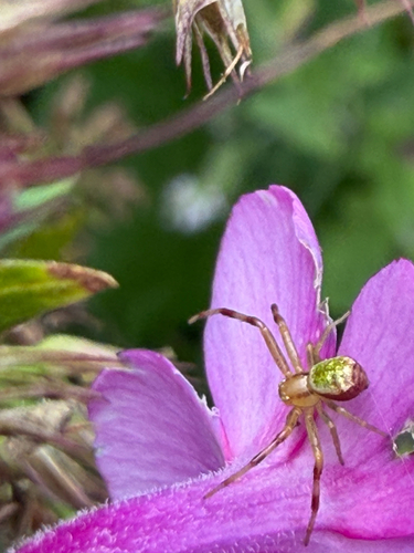 Triangle Crab Spider