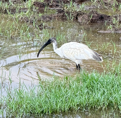 Black-headed Ibis