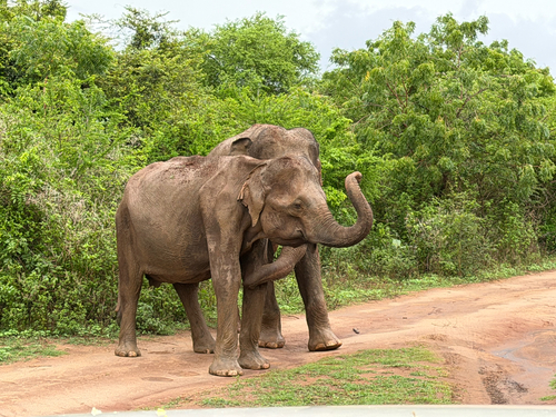 Asian Elephant