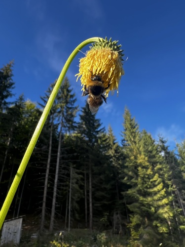 Yellow Thistle