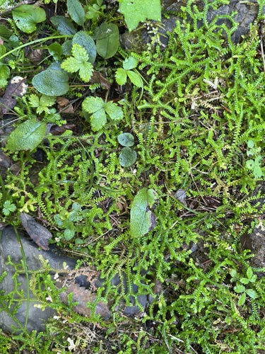 Selaginella helvetica, 2026-09-20