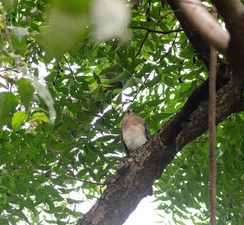 Shikra