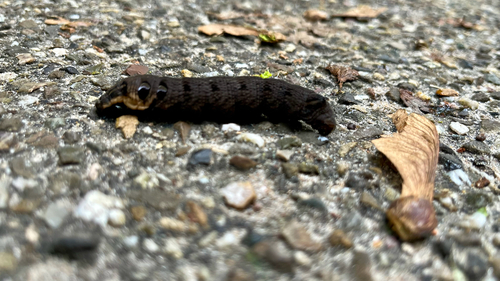 Elephant Hawkmoth