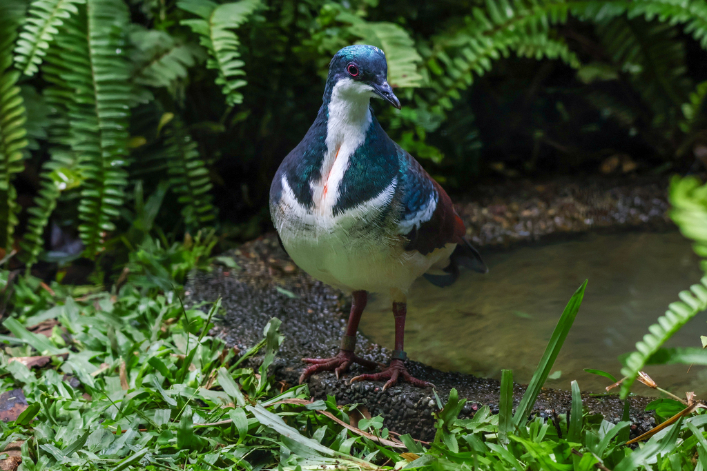 Negros Bleeding-heart