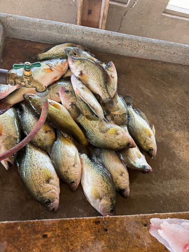 Black Crappie