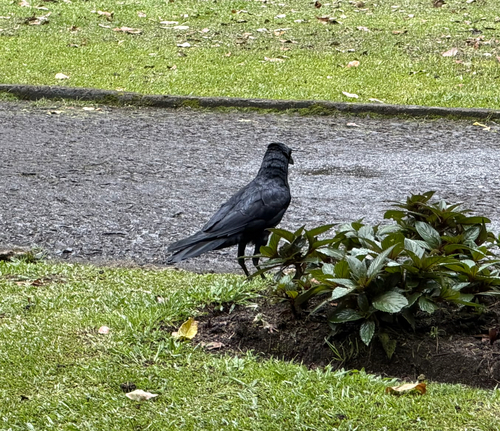 Large-billed Crow