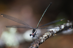 Podopteryx selysi