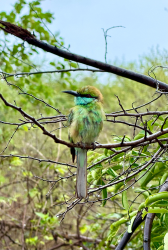 Asian Green Bee-eater