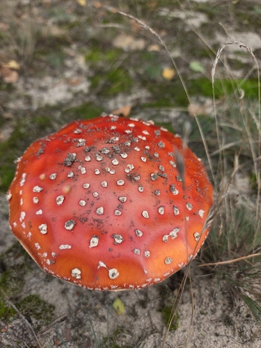 Fly Agaric