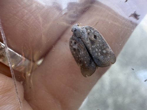 Citrus Flatid Planthopper