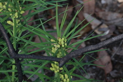 Podocarpus drouynianus