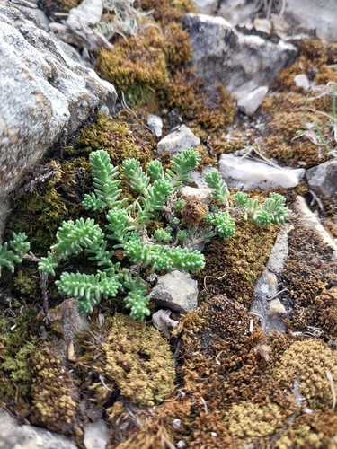 Tasteless Stonecrop