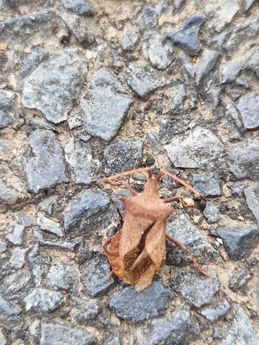 Dock Bug