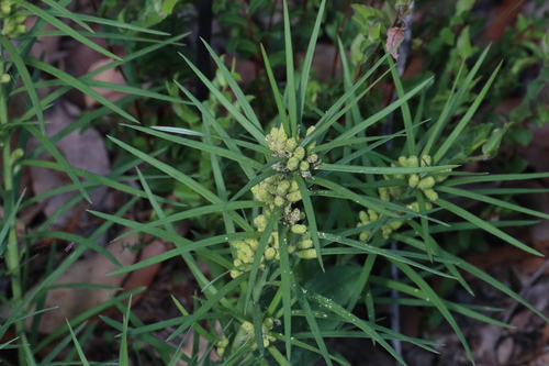 Podocarpus drouynianus, photograph 1