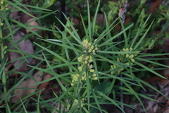 (c) Hugo Innes, some rights reserved (CC BY) Podocarpus drouynianus, photograph (c) Hugo Innes, some rights reserved (CC BY)