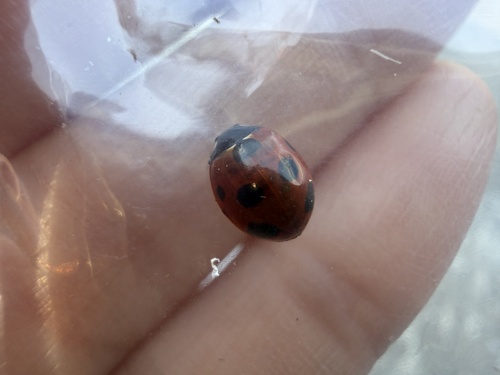 Seven-spotted Lady Beetle