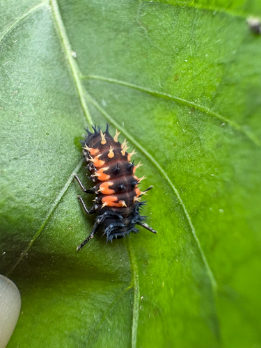Asian Lady Beetle