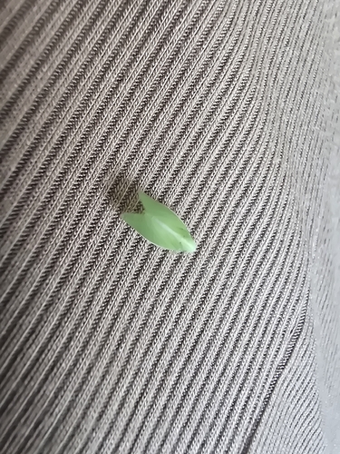 Green Cone-headed Planthopper
