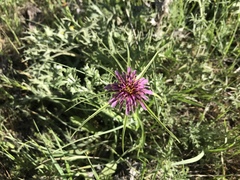 Tragopogon coelesyriacus