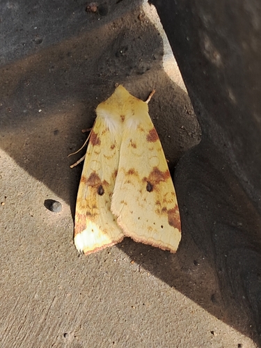 The Sallow