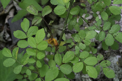 Phragmidium rosae-multiflorae
