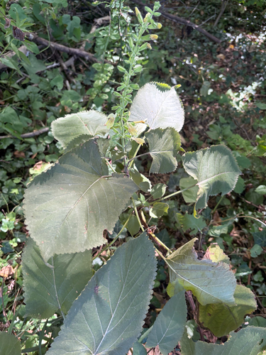 Sticky Sage