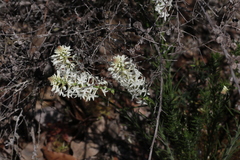 Stackhousia monogyna, photograph (c) Hugo Innes, some rights reserved (CC BY)
