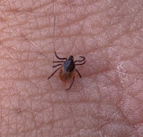 Castor Bean Tick