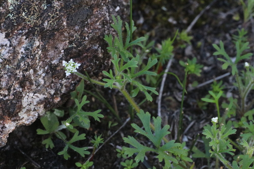 Trachymene pilosa