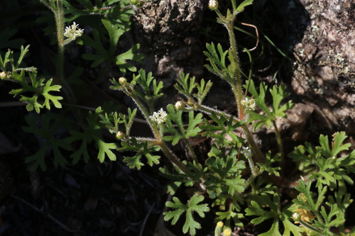 Trachymene pilosa, photograph 1