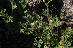 Trachymene pilosa, photograph (c) Hugo Innes, some rights reserved (CC BY)
