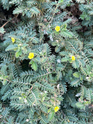 puncture vine