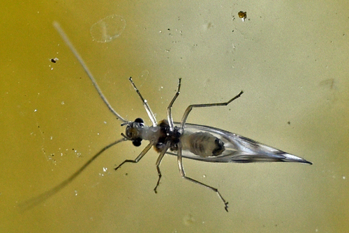 F-winged Barklouse