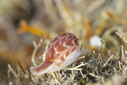 Tectonatica violacea observed 2024-01-08