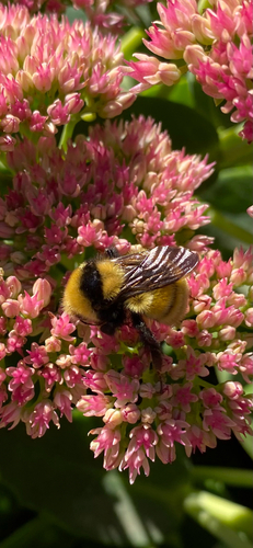 Northern Amber Bumble Bee