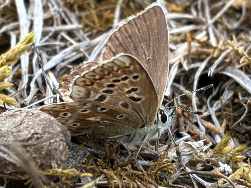 Chalkhill Blue