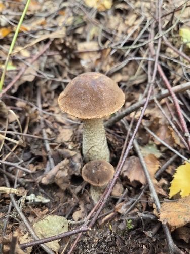 Brown Birch-bolete