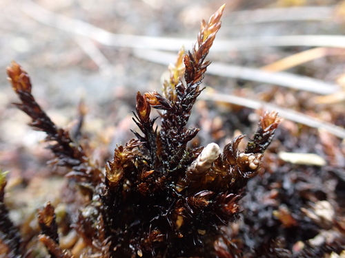 Sarmentypnum sarmentosum observed 2026-08-19