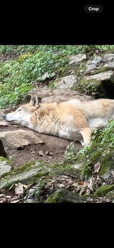 Himalayan Wolf