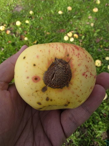 Apple Scab