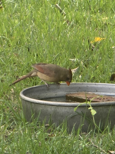 Northern Cardinal