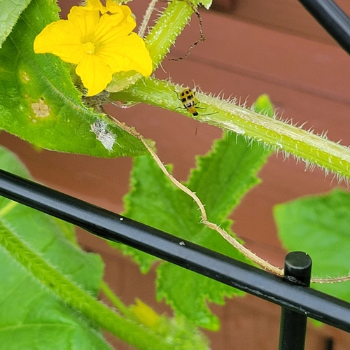 Spotted Cucumber Beetle
