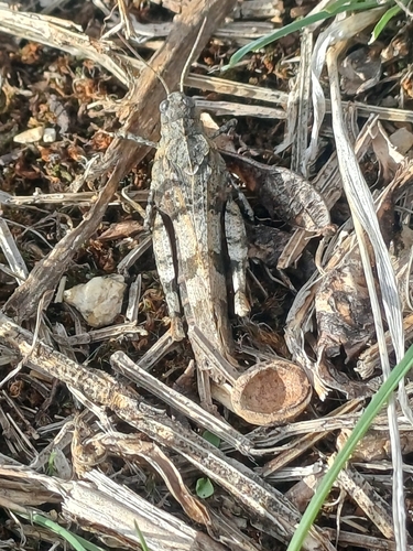 Blue-winged Grasshopper