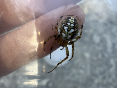 Bordered Orbweaver
