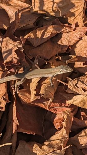 Dalmatian Wall Lizard